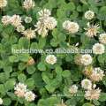 Trifolium repens L seeds/forage grass seeds for growing